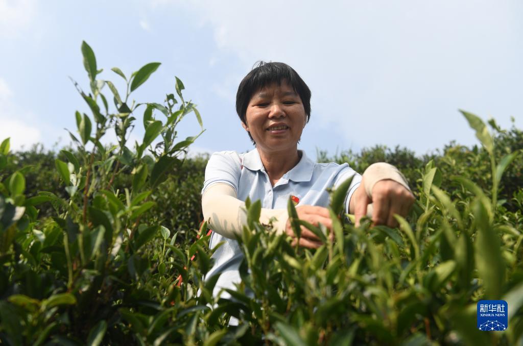 　祝雪兰在广西苍梧县六堡镇山坪村采茶（2022年9月22日摄）。新华社记者 陆波岸 摄
